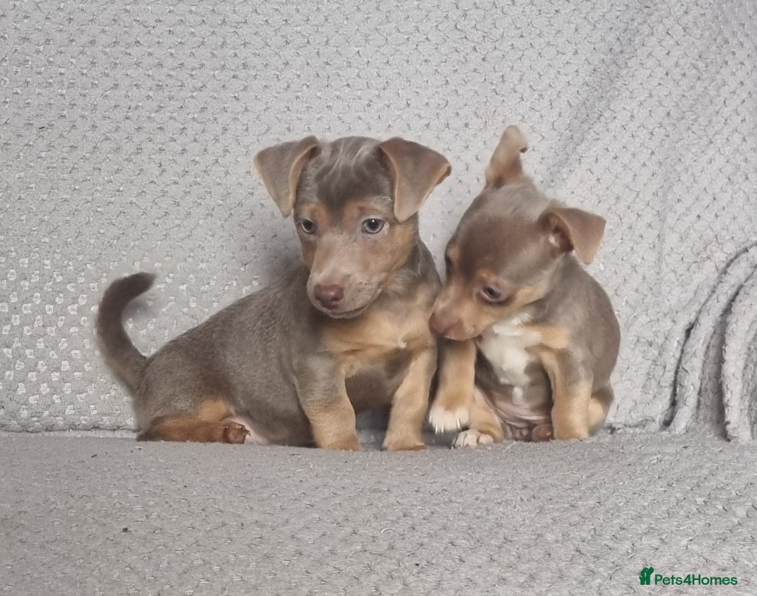 Jack Russell dogs for sale: Miniature jack Russell's only 3 available now - Image 8