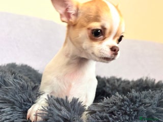 Chihuahua dogs Beautiful tiny puppies, Chihuahua - Advert 4