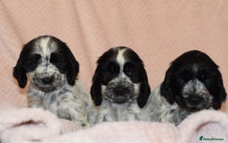 Cocker Spaniel dogs for sale: Cocker Spaniel Pups for sale (KC registered) - Image 3