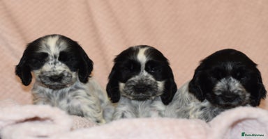 Cocker Spaniel dogs - Advert 3
