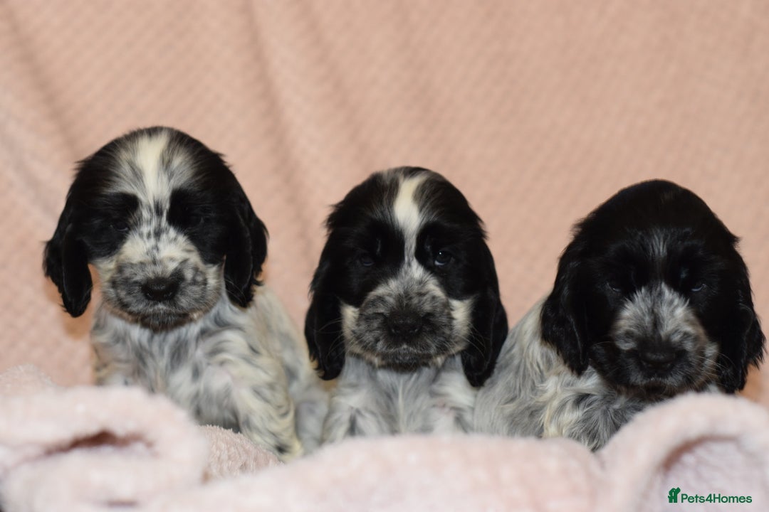 Cocker Spaniel dogs for sale: Cocker Spaniel Pups for sale (KC registered) - Image 3