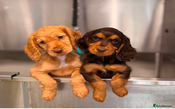 Cocker Spaniel dogs for stud: FTAW fully health tested working cocker stud in Leven - Image 17