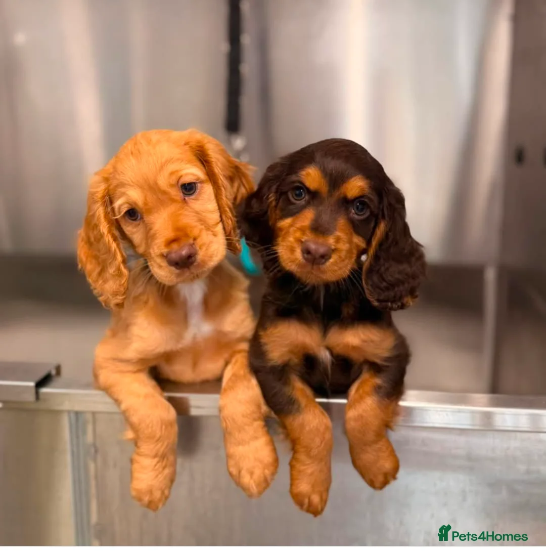 Cocker Spaniel dogs for stud: FTAW fully health tested working cocker stud in Leven - Advert 16