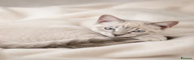 Cream boy