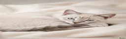 British Shorthair cats for sale: Stunning half Main Coon kitten ready for new home - Advert 23