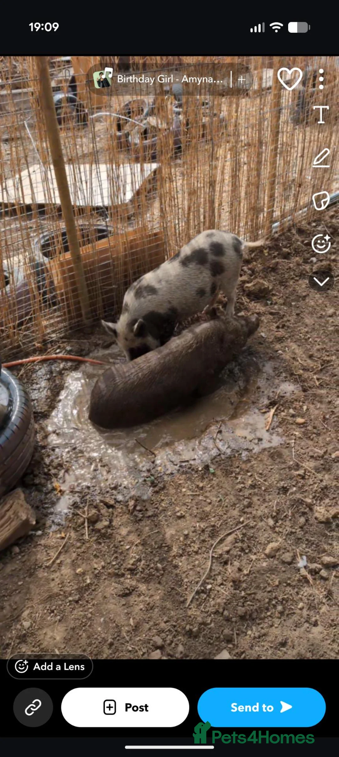Pig livestock for sale: Two female Juliana pigs - Advert 2