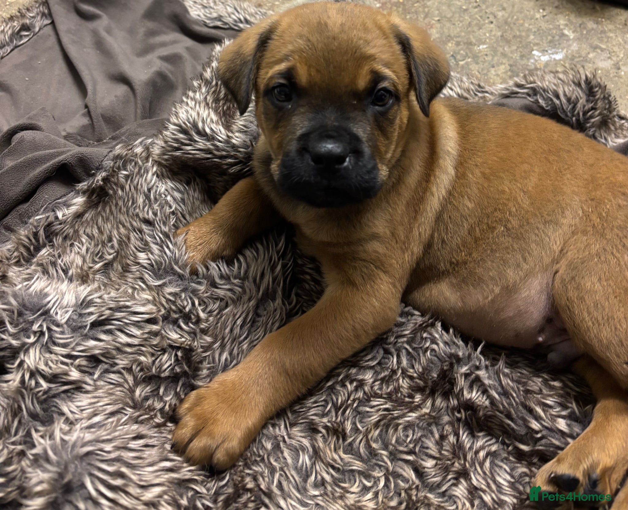 Mixed Breed dogs Gentle 8 week selling due to family allegry - Advert 4