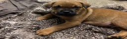 Mixed Breed dogs for sale: Gentle 8 week selling due to family allegry in Haywards Heath - Advert 1
