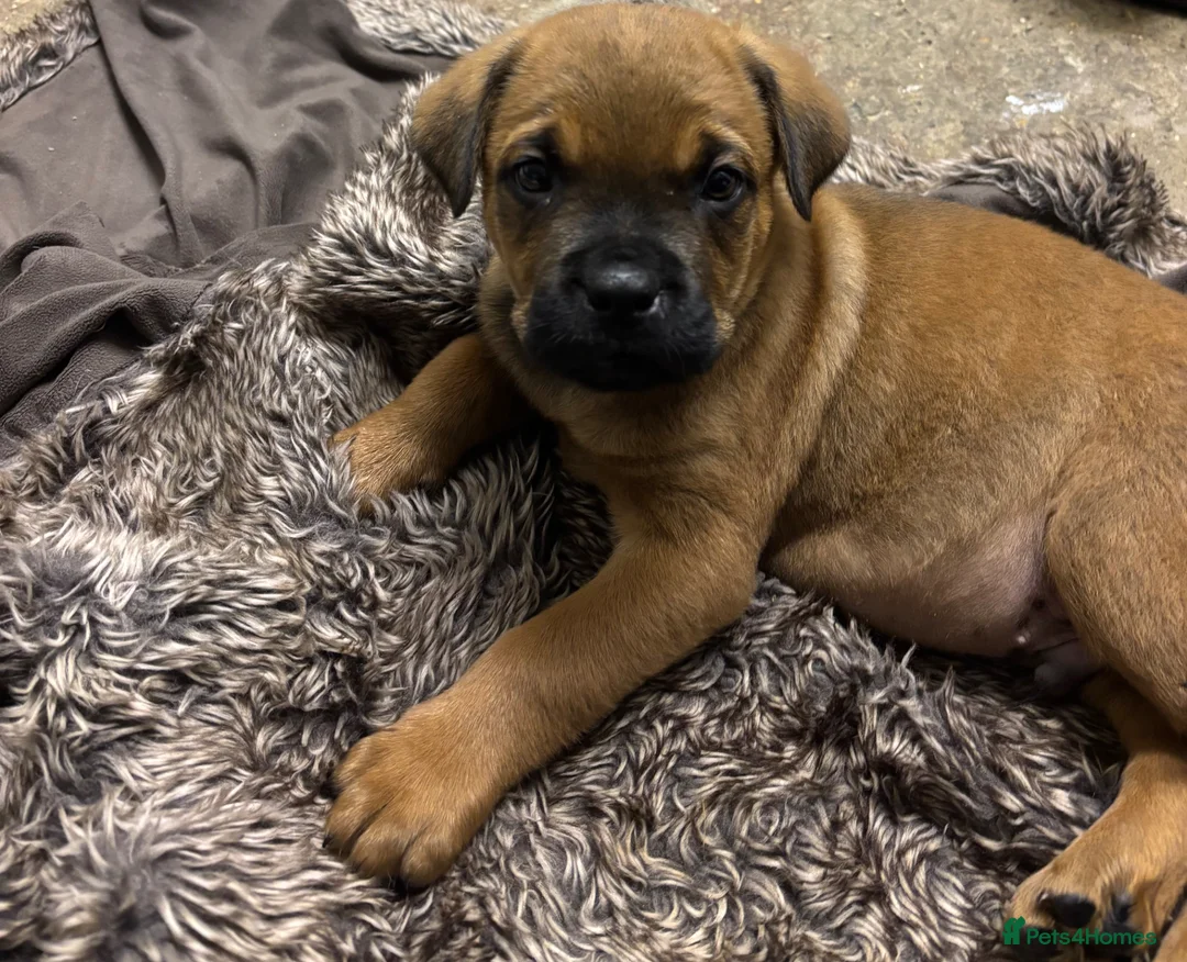 Mixed Breed dogs for sale: Gentle 8 week selling due to family allegry in Haywards Heath - Advert 1