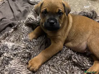 Mixed Breed dogs Gentle 8 week selling due to family allegry - Advert 3