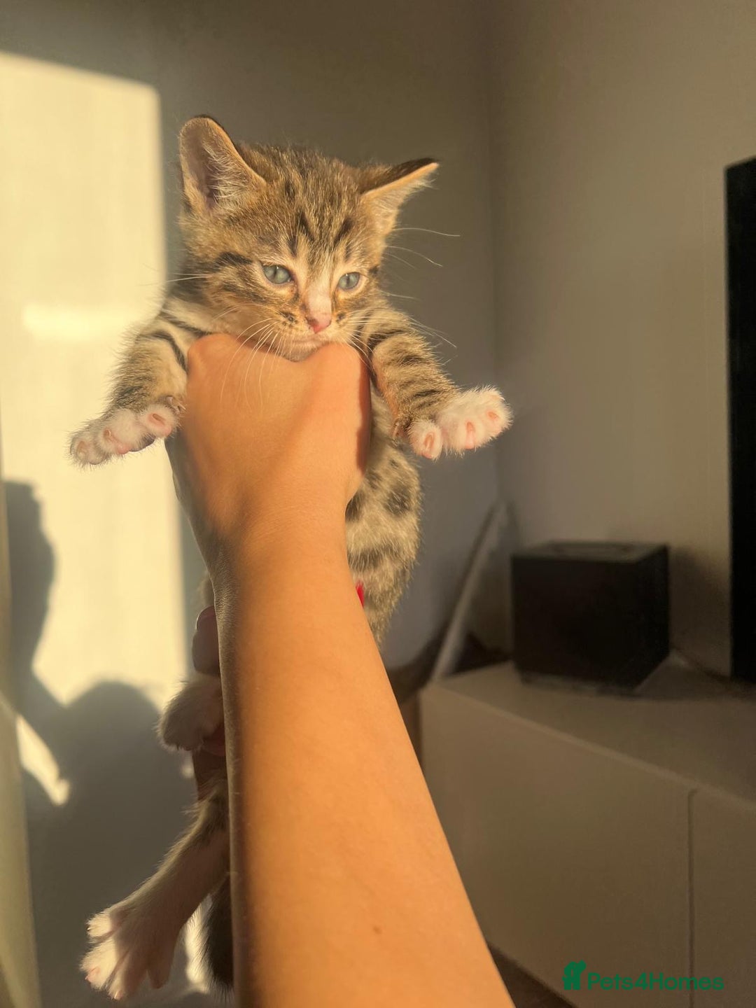 Bengal cats for sale: Beautiful Half Bengal Kittens - Advert 15