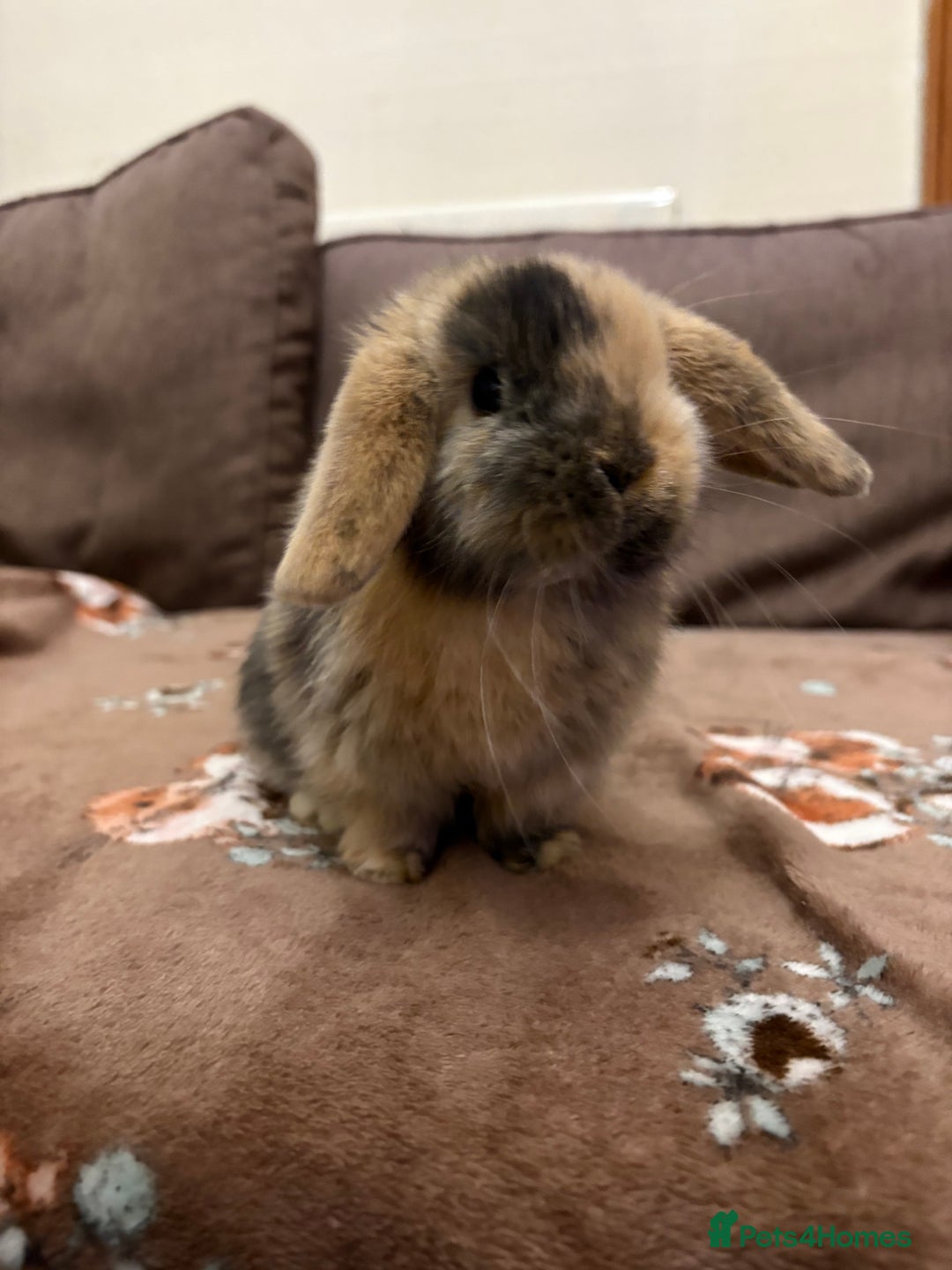 Mini Lop rabbits for sale: Bonded Mini Lop Harlequin Pair. Sold Together Only - Advert 6