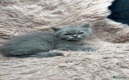 British Shorthair cats for sale: 🐾 GCCF Registered British longhair  Kittens ✨ - Image 7