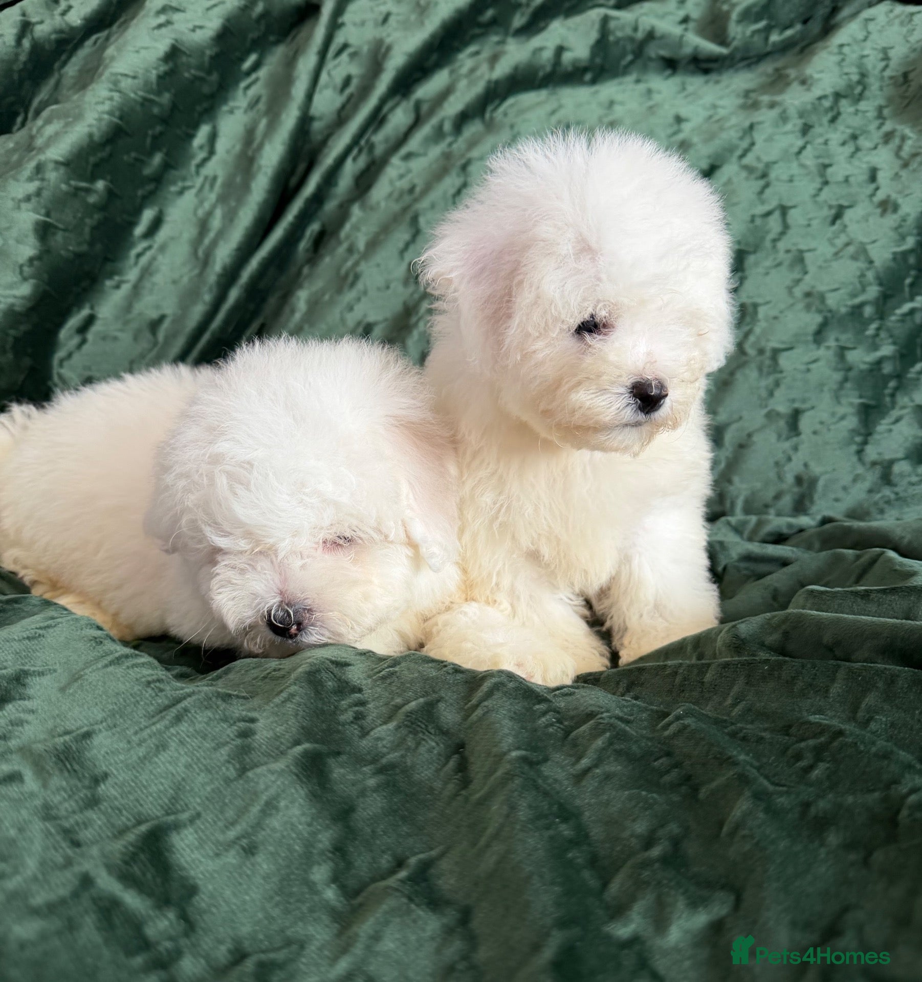 Bichon Frise dogs for sale: Bishon Frise Puppes  - Advert 2