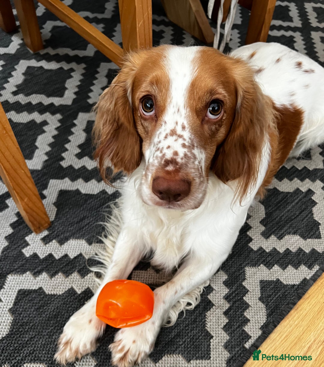 Cocker Spaniel dogs for stud: Playful Working cocker spaniel stud - Advert 8
