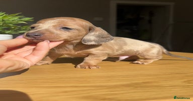 Miniature Dachshund dogs - Advert 4