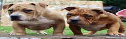 American Bully dogs for sale: Real American Pocket Bully’s  - Advert 7