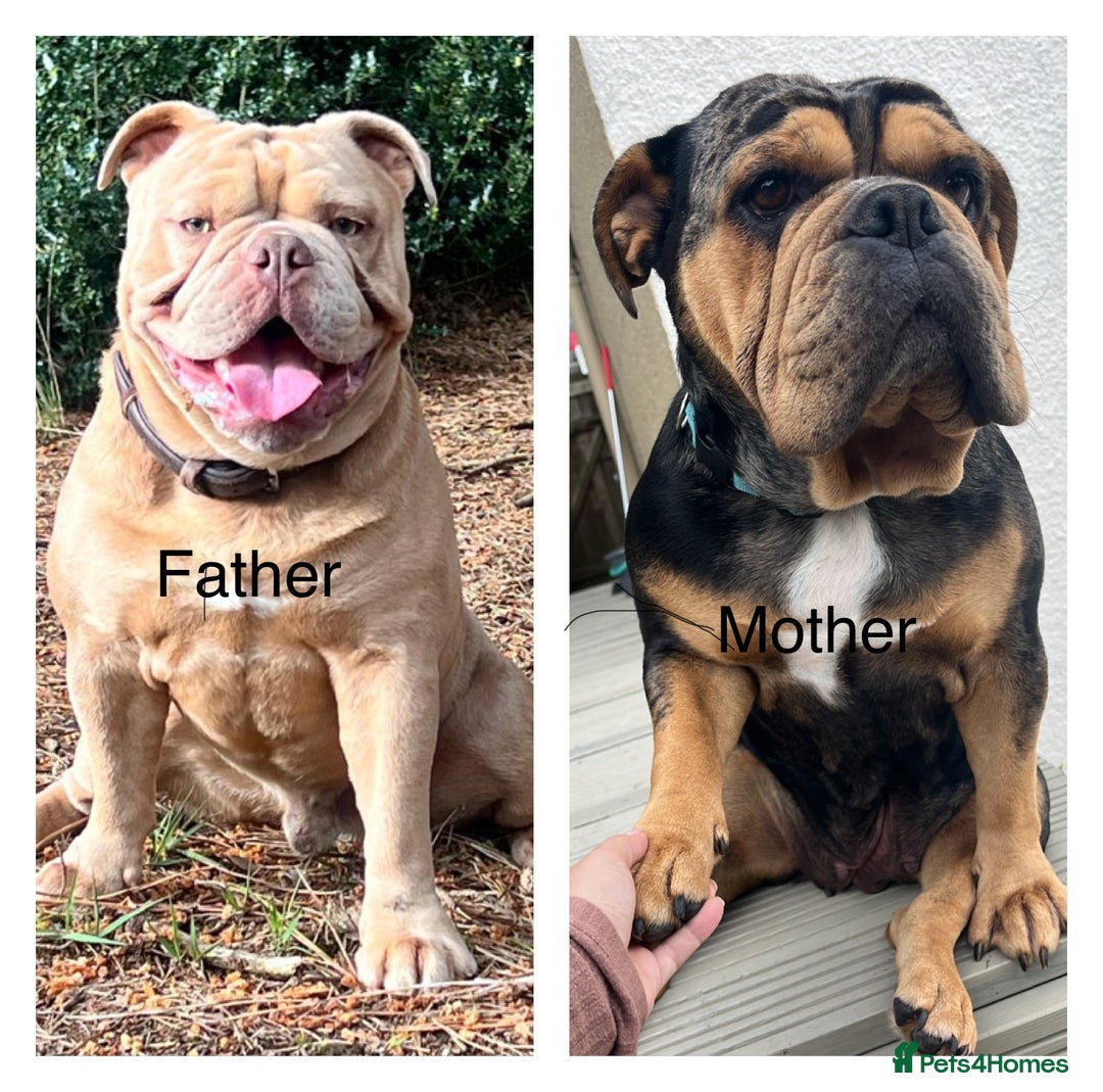 Olde English Bulldogge dogs for sale: Old English bulldog  - Advert 26
