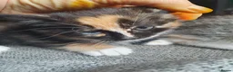 Mixed Breed cats for sale: 3 little girl  - Advert 17