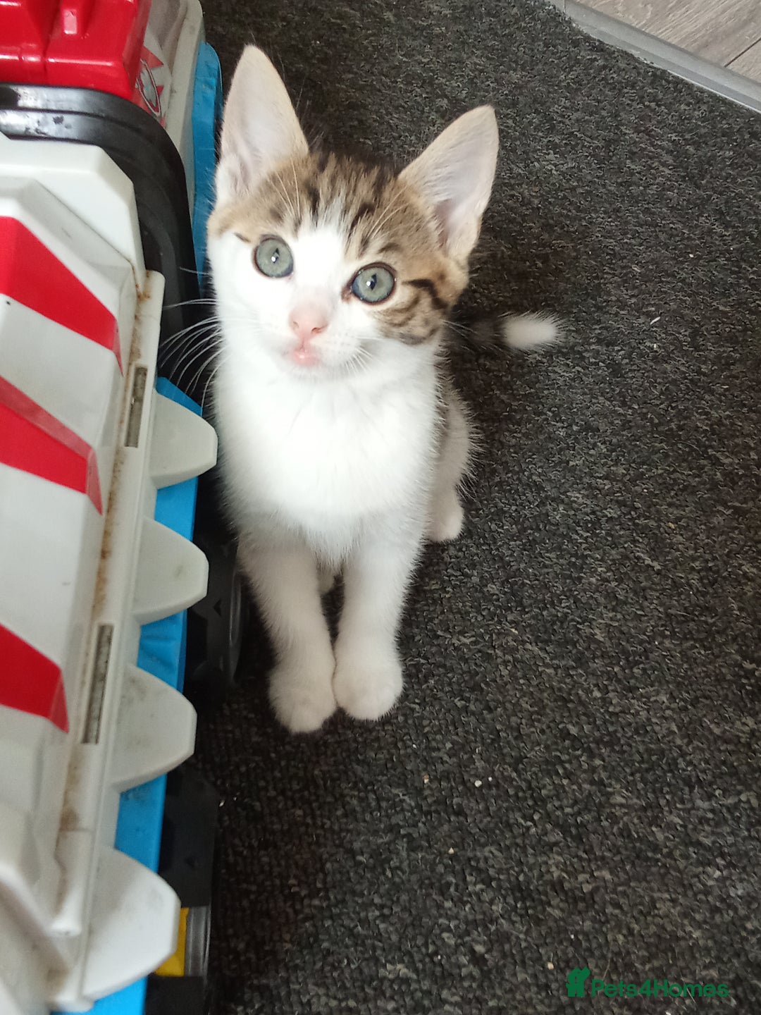 Mixed Breed cats for sale: Kittens for sale  - Image 1