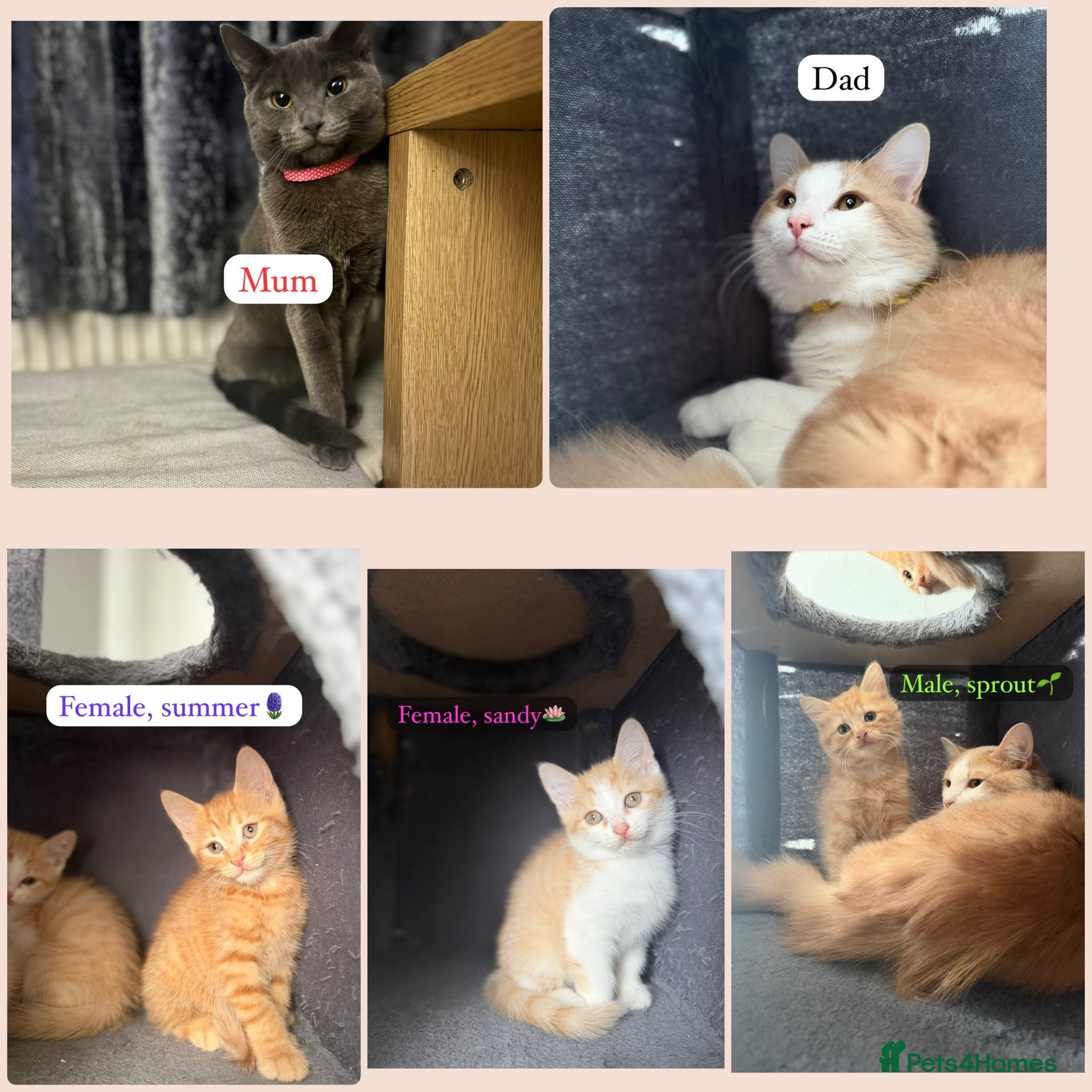 British Shorthair cats 3 BSH/ragdoll kittens🐾 - Advert 1