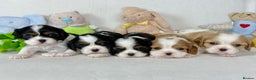 Cavalier King Charles Spaniel dogs for stud: KC Reg Health Tested Excellent Pedigrees for STUD in Nottingham - Advert 24