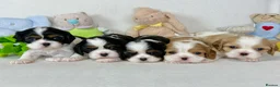 Cavalier King Charles Spaniel dogs for stud: KC Reg Health Tested Excellent Pedigrees for STUD in Nottingham - Advert 24