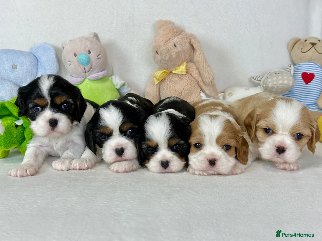 Cavalier King Charles Spaniel dogs for stud: KC Reg Health Tested Excellent Pedigrees for STUD in Nottingham - Advert 24