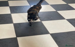 Mixed Breed cats for sale:  Beautiful Female cat - Image 6