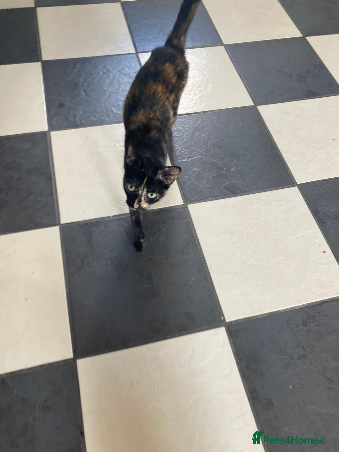 Mixed Breed cats for sale:  Beautiful Female cat - Image 6