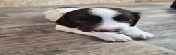 English Springer Spaniel dogs for sale: *One puppy left* KC English Springer Puppies - Advert 14