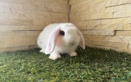 Mini Lop rabbits for sale: Mini Lops Blue eyed Chocolate Magpies - Image 3