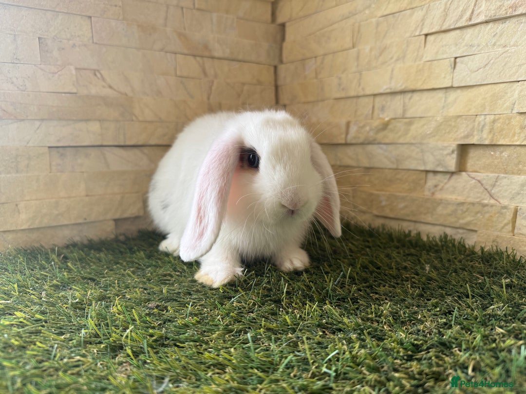 Mini Lop rabbits for sale: Mini Lops Blue eyed Chocolate Magpies - Image 3