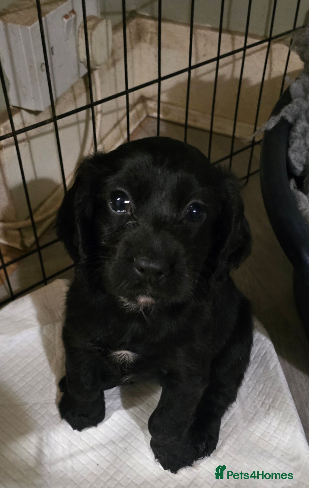 Cocker Spaniel dogs for sale: Working Cocker Spaniel puppies - Advert 12