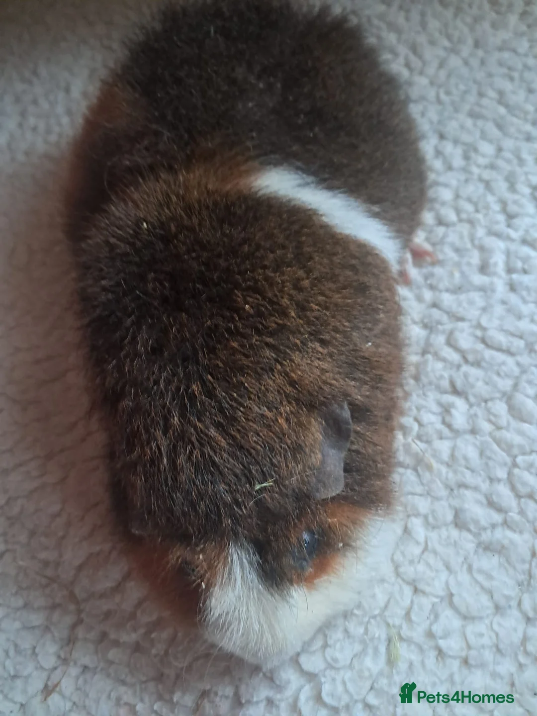 Guinea Pig rodents for sale: BEAUTIFUL PURE BABY BOY CALIFORNIANS AND TEDDIES. - Advert 8