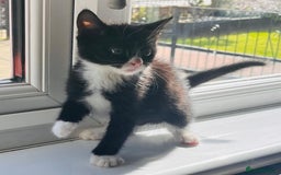 Mixed Breed cats for sale: Two beautiful kitten ready to go now - Image 6