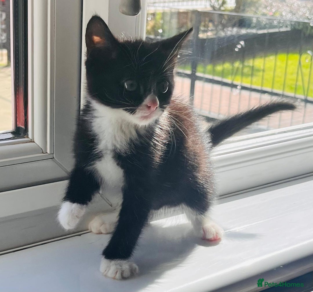 Mixed Breed cats for sale: Two beautiful kitten ready to go now - Image 6
