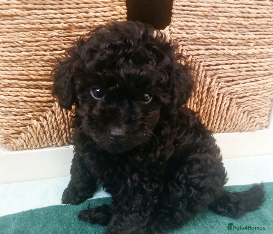 Toy Poodle dogs 🩶🩷🩶Ready to leave🩶🩷🩶 - Advert 4