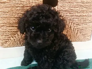 Toy Poodle dogs 🩶🩷🩶Ready to leave🩶🩷🩶 - Advert 4