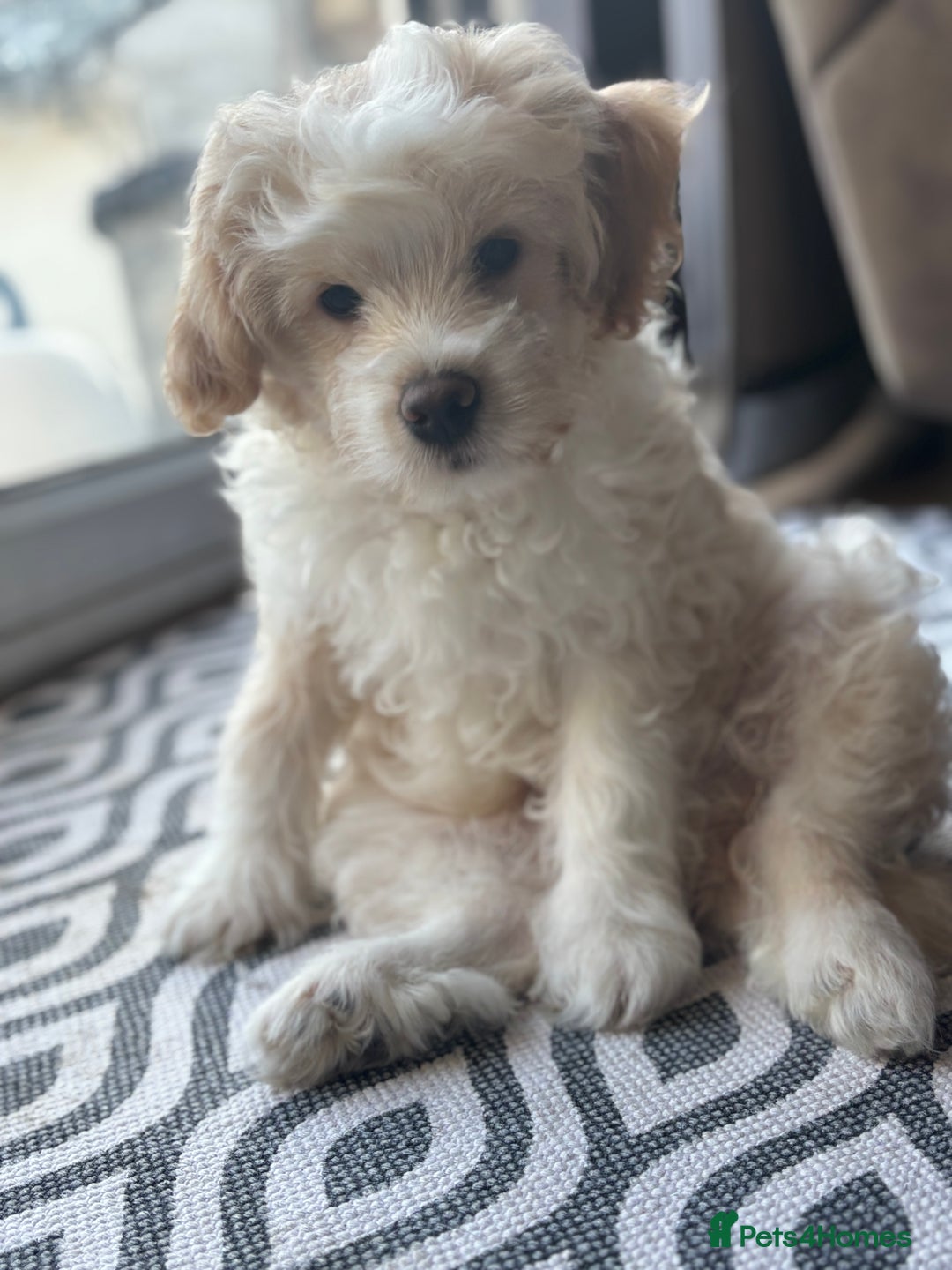 Mixed Breed dogs for sale: Peke-a-Chon puppies 🐶  - Advert 5