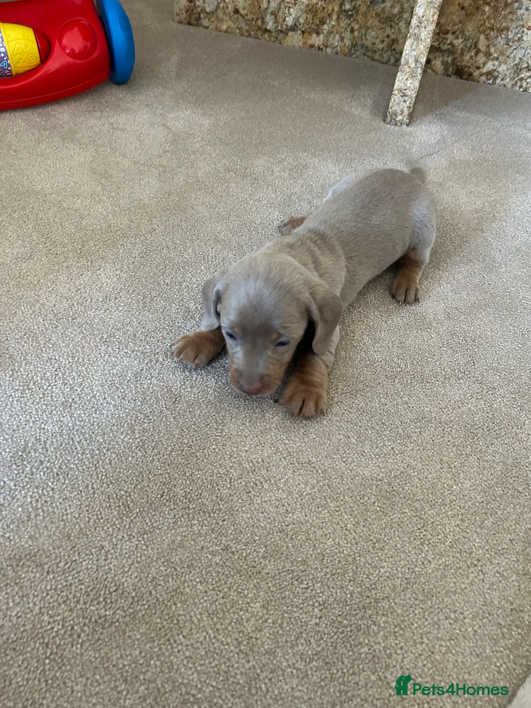 Dachshund dogs for sale: dachshund puppy’s  - Advert 10