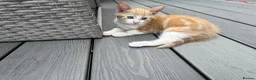 Mixed Breed cats for sale: White and ginger kittens  - Advert 3