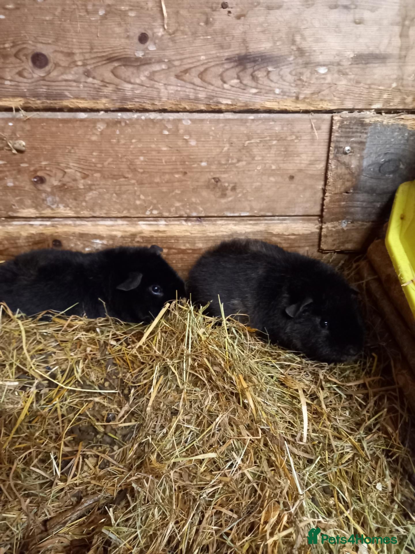 Guinea Pig rodents Teddy boys  - Advert 2