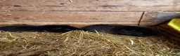 Guinea Pig rodents for sale: Teddy boys  - Advert 8