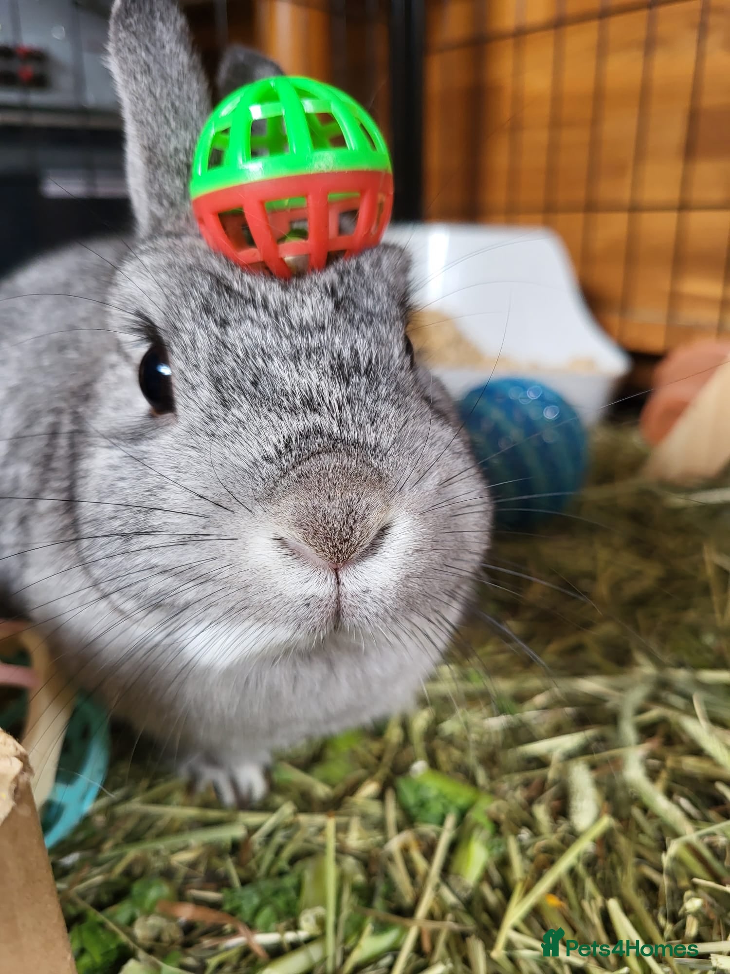 Netherland Dwarf rabbits Chinchilla Netherland dwarf  - Advert 3