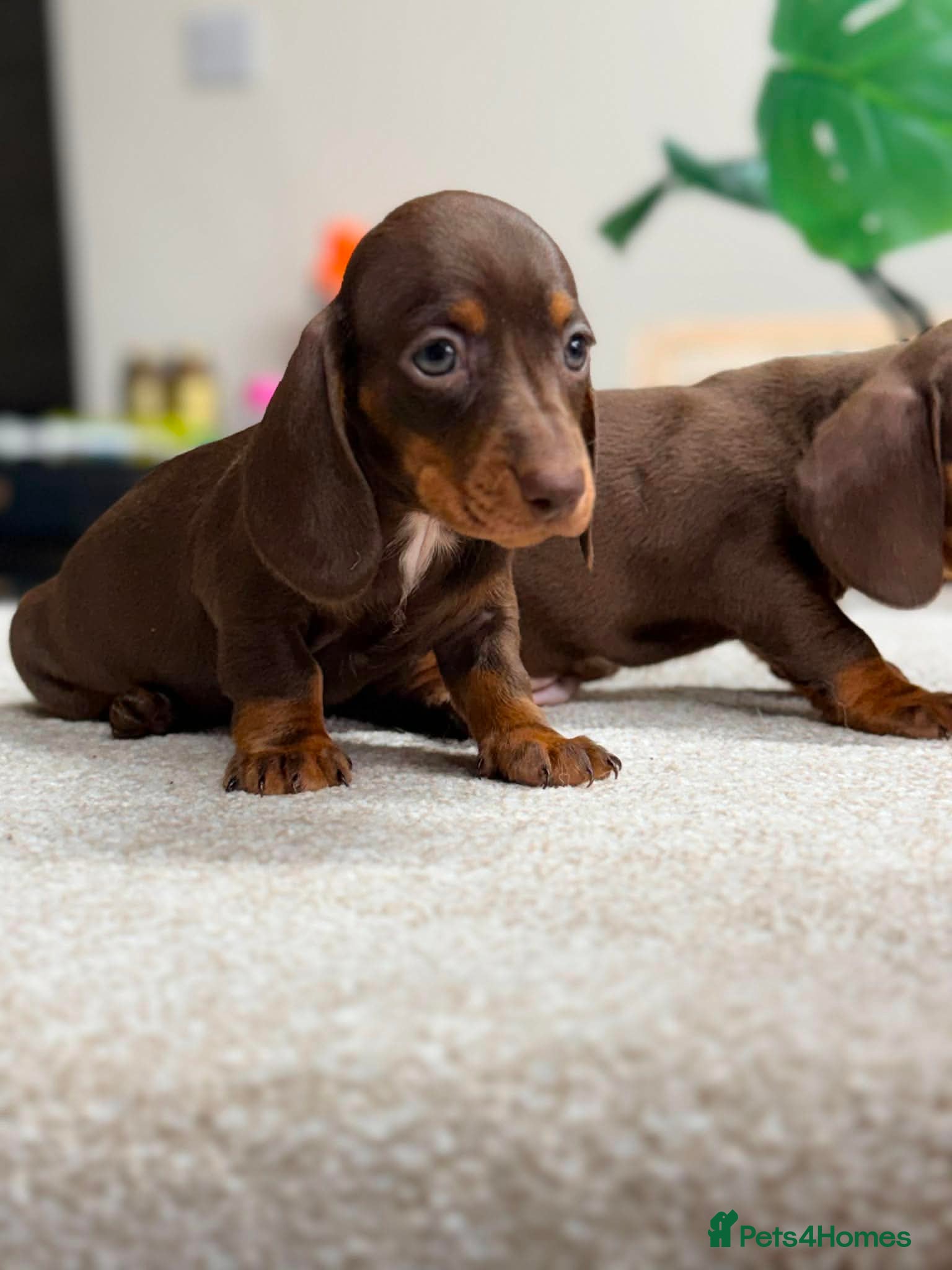 Miniature Dachshund dogs ✨️super Mini Dachshund Puppies Dapple & Chocolate - Advert 9