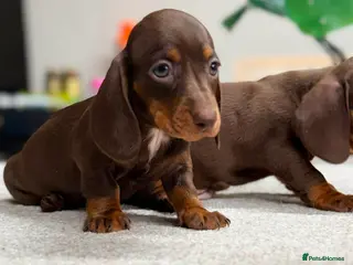 Miniature Dachshund dogs ✨️super Mini Dachshund Puppies Dapple & Chocolate - Advert 9