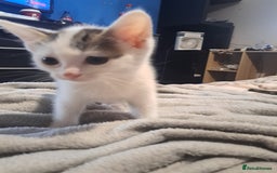 Mixed Breed cats for sale: Kittens - Image 3