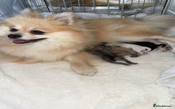 Pomeranian dogs for sale: Pomeranian pups🩵🩷 - Image 9