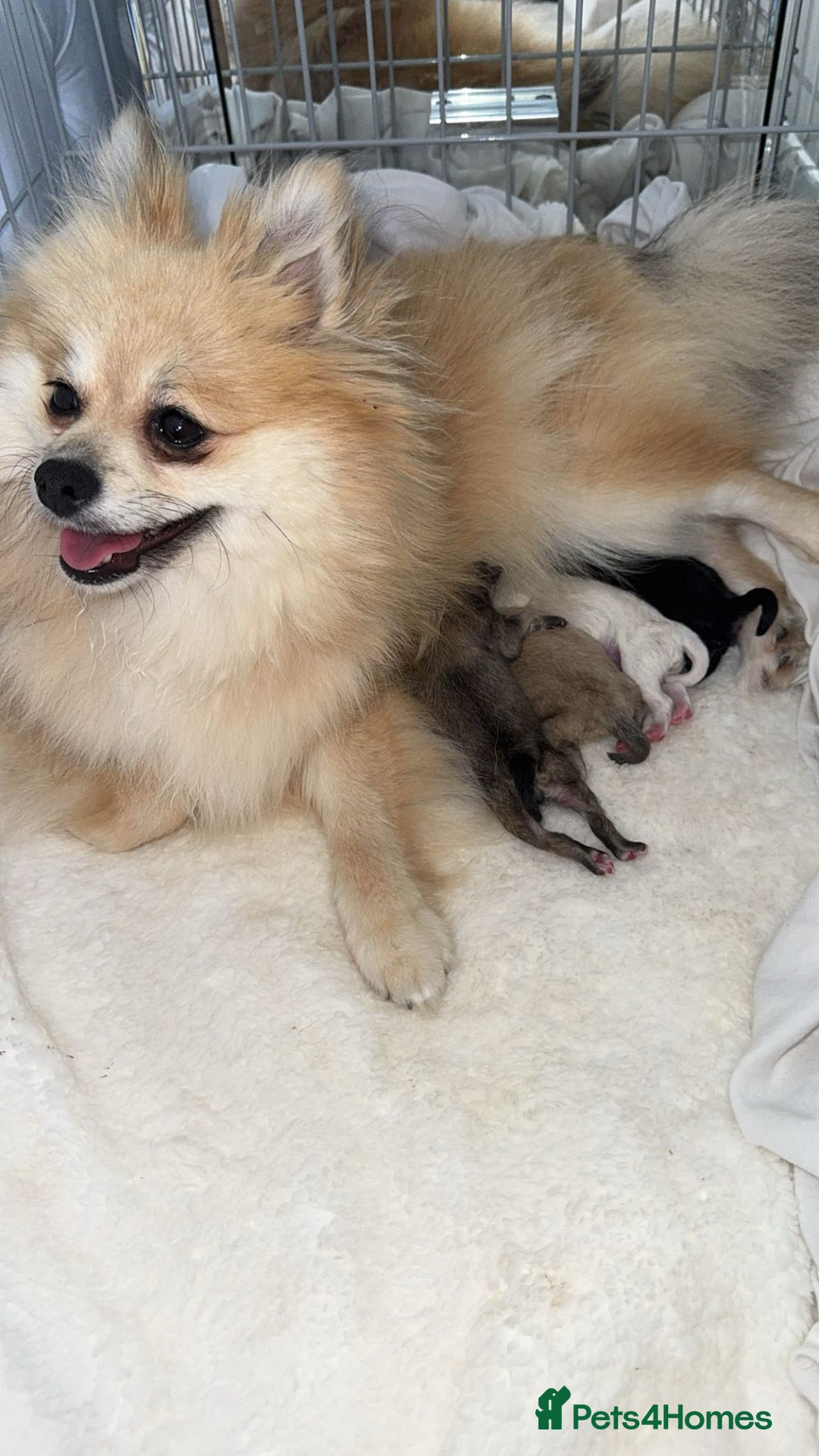 Pomeranian dogs for sale: Pomeranian pups🩵🩷 - Image 9